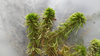 Sphagnum wulfianum, photographed by Étienne Lacroix-Carignan