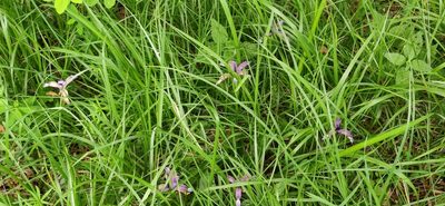 Iris graminea, photographed by Andrea Mologni