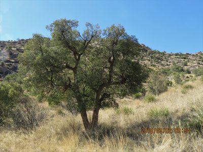 Quercus oblongifolia, photographed by Steve Wells
