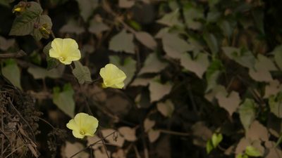 Distimake vitifolius, photographed by Dinesh Valke