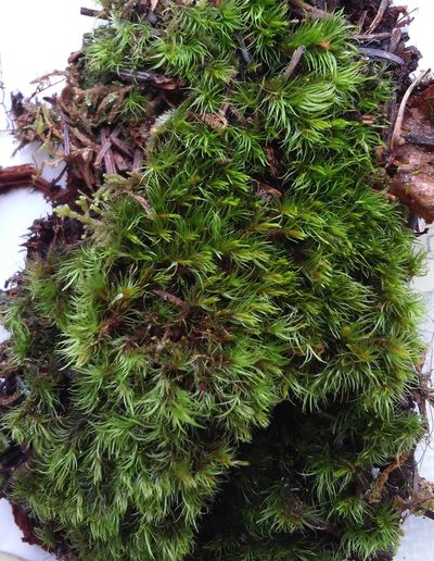 Orthodicranum montanum, photographed by Étienne Lacroix-Carignan