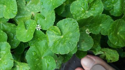 Hydrocotyle leucocephala, photographed by Muhammad Malik Ali