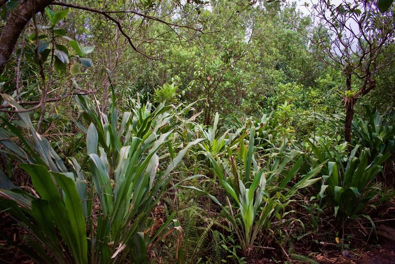 Pitcairnia funkiae, photographed by Isaac Larkin