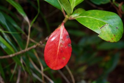 Cosmibuena valerii, photographed by Isaac Larkin