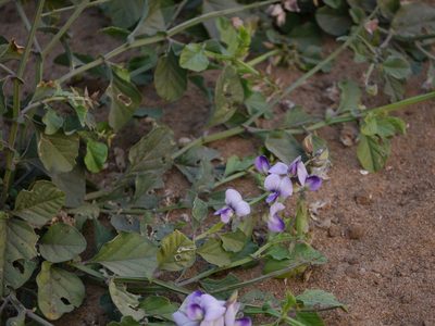 Crotalaria verrucosa, photographed by Dinesh Valke
