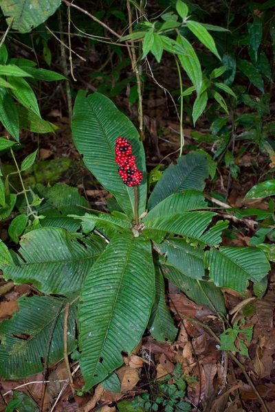 Ardisia wedelii, photographed by Isaac Larkin