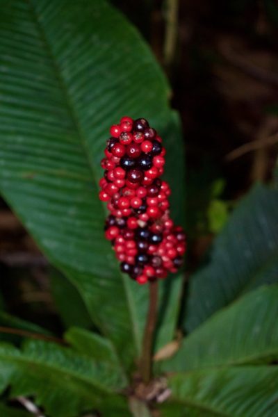 Ardisia wedelii, photographed by Isaac Larkin