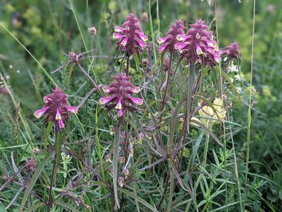 Melampyrum cristatum, photographed by Rhonda Ridley
