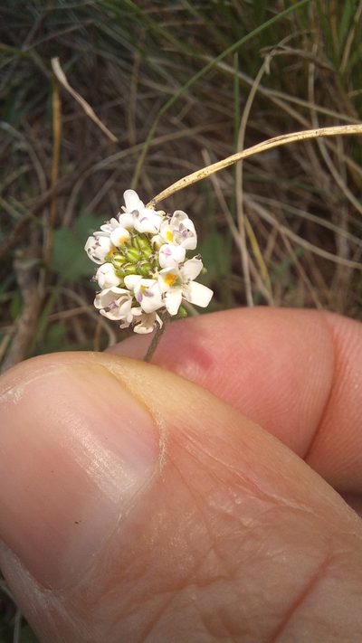 Phyllopodium rustii, photographed by kevin koen