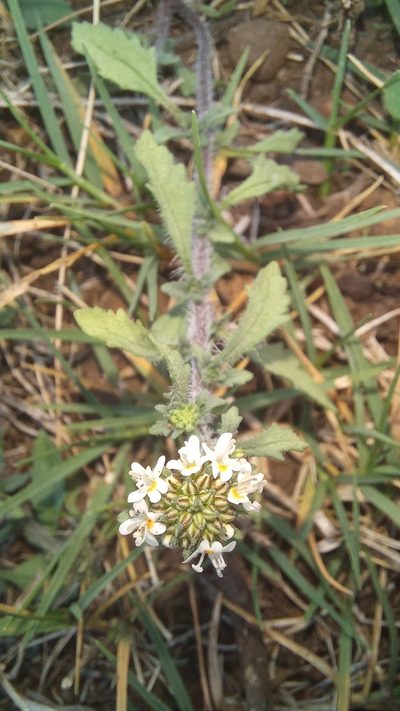 Phyllopodium rustii, photographed by kevin koen