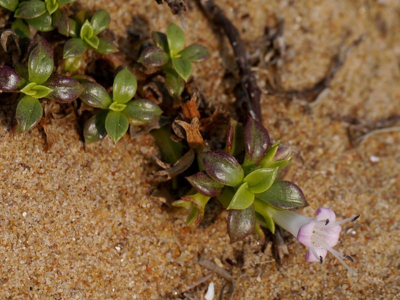 Hydrophylax maritima, photographed by Dinesh Valke