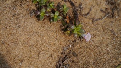 Hydrophylax maritima, photographed by Dinesh Valke