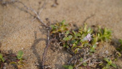 Hydrophylax maritima, photographed by Dinesh Valke