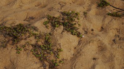 Hydrophylax maritima, photographed by Dinesh Valke