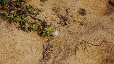 Hydrophylax maritima, photographed by Dinesh Valke