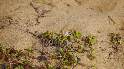 Hydrophylax maritima, photographed by Dinesh Valke