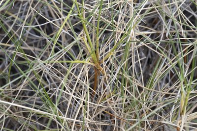 Triodia pungens, photographed by Kym Nicolson