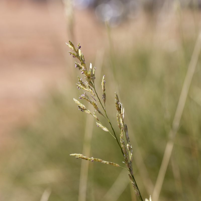 Triodia pungens, photographed by Kym Nicolson