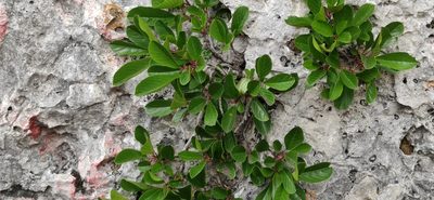 Rhamnus pumila, photographed by Andrea Mologni