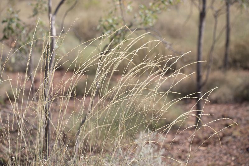 Triodia longiceps, photographed by Kym Nicolson