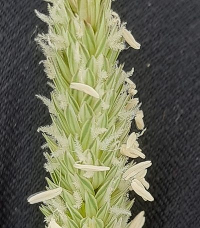 Phalaris canariensis, photographed by Martin Scheuch