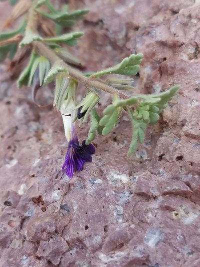 Schistophragma polystachyum, photographed by Alan Rockefeller