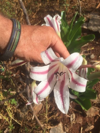 Crinum ornatum, photographed by tlaloc27