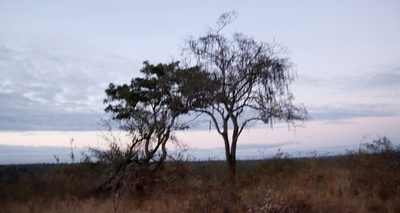Cassia abbreviata, photographed by Tony Rebelo