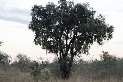 Cassia abbreviata, photographed by Tony Rebelo