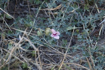 Sesamum senecioides, photographed by Tony Rebelo