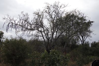 Cassia abbreviata, photographed by Tony Rebelo