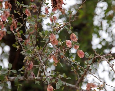 Terminalia prunioides, photographed by Tony Rebelo
