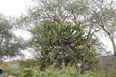 Euphorbia cooperi, photographed by Tony Rebelo