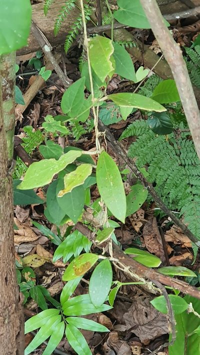Hoya verticillata, photographed by Cheongweei Gan