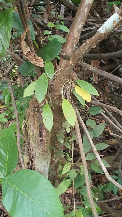 Hoya verticillata, photographed by Cheongweei Gan