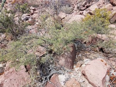 Vachellia pacensis, photographed by Alan Rockefeller