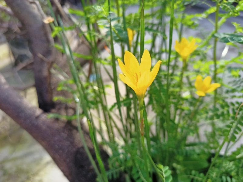 Zephyranthes citrina, photographed by Sabarni Sarker