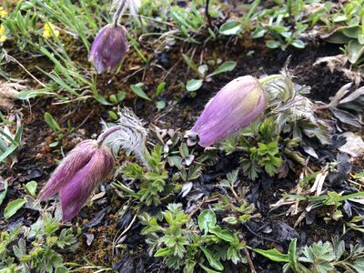 Pulsatilla vernalis, photographed by Jason Grant