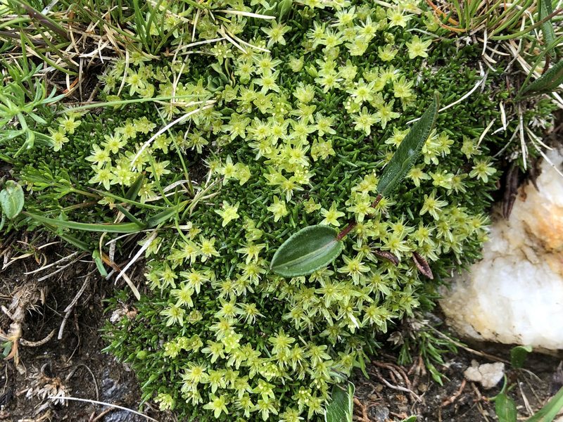Cherleria sedoides, photographed by Jason Grant