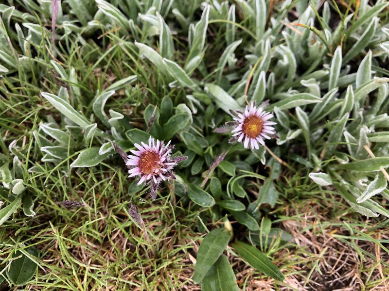 Erigeron uniflorus, photographed by Jason Grant