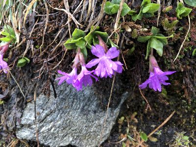 Primula integrifolia, photographed by Jason Grant