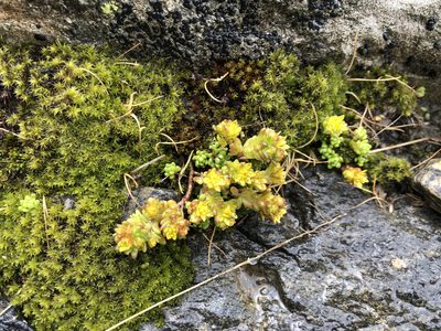Sedum alpestre, photographed by Jason Grant