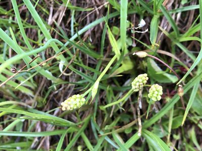 Tofieldia calyculata, photographed by Jason Grant