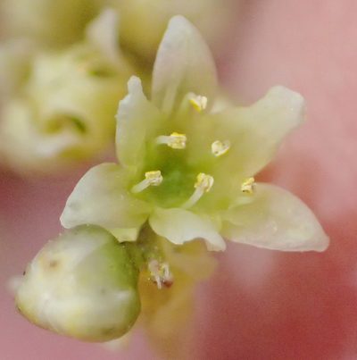 Dioscorea burchellii, photographed by Nicola van Berkel