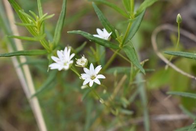 Stellaria longipes, photographed by Eric Lamb