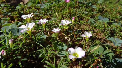 Oxalis pusilla, photographed by Paul Emms