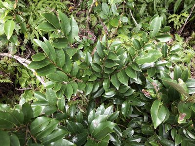 Castanopsis carlesii, photographed by Cheng-Tao Lin