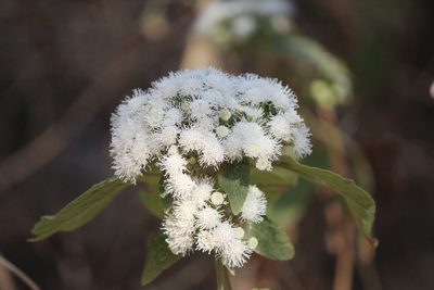 Ageratina petiolaris, photographed by José Belem Hernández Díaz