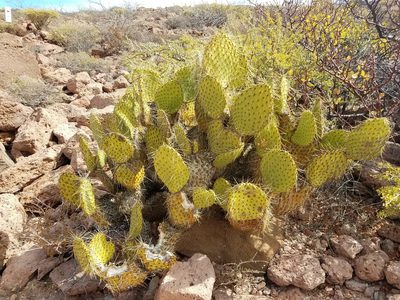 Opuntia tapona, photographed by Alan Rockefeller