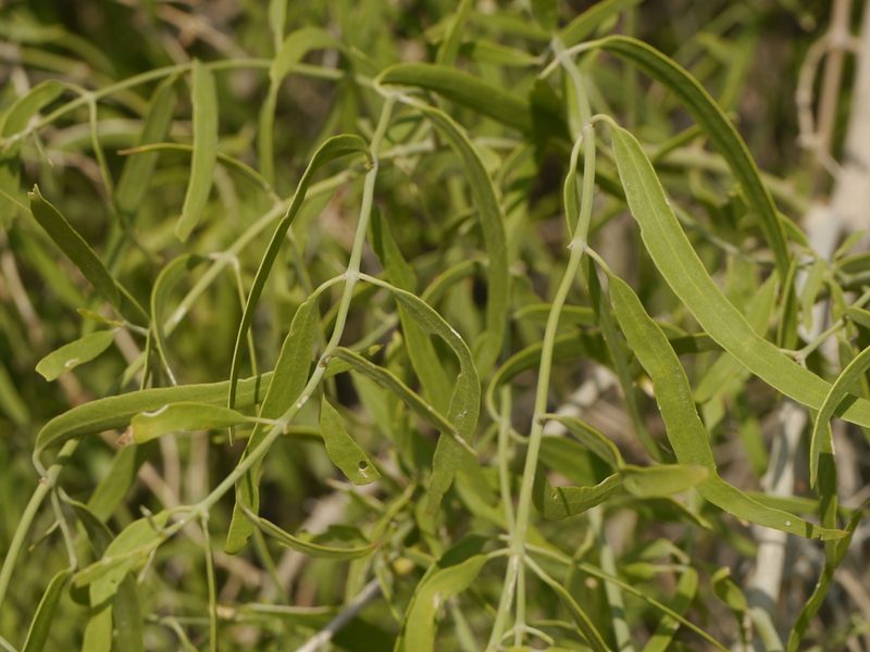 Salvadora oleoides, photographed by Dinesh Valke